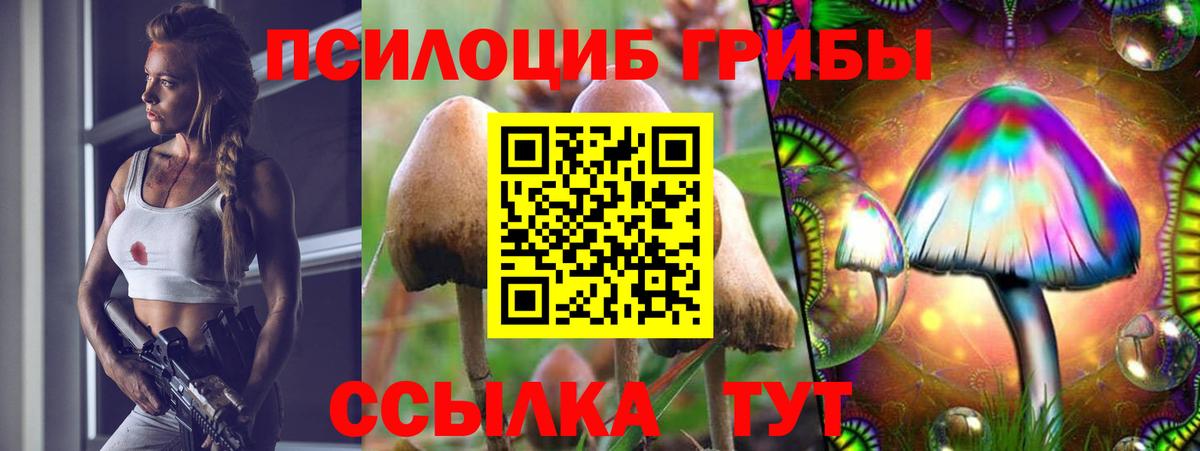 Каменка  купить наркотик  Псилоцибиновые грибы Magic Shrooms  Вход с VPN  Псилоцибиновые грибы Psilocybe 